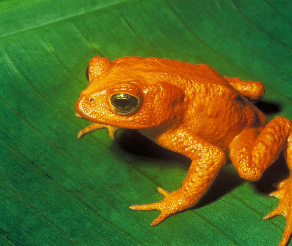 website about creacionismo - Spanish