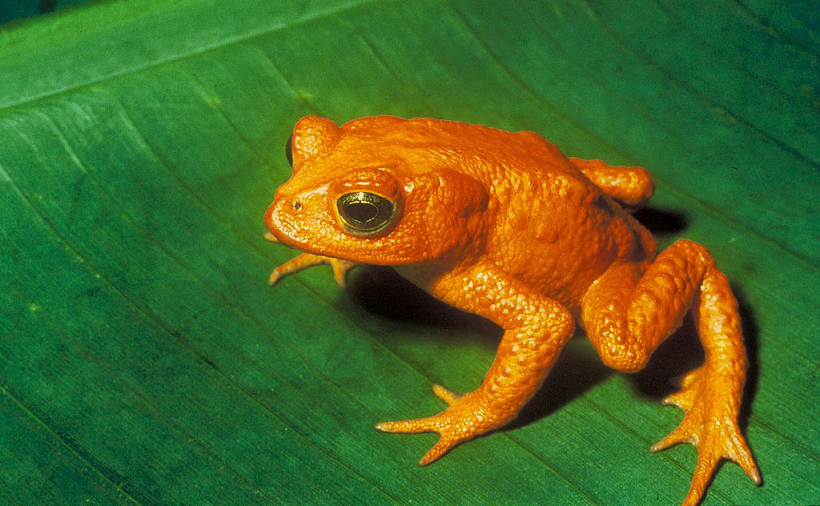 website about creacionismo - Spanish